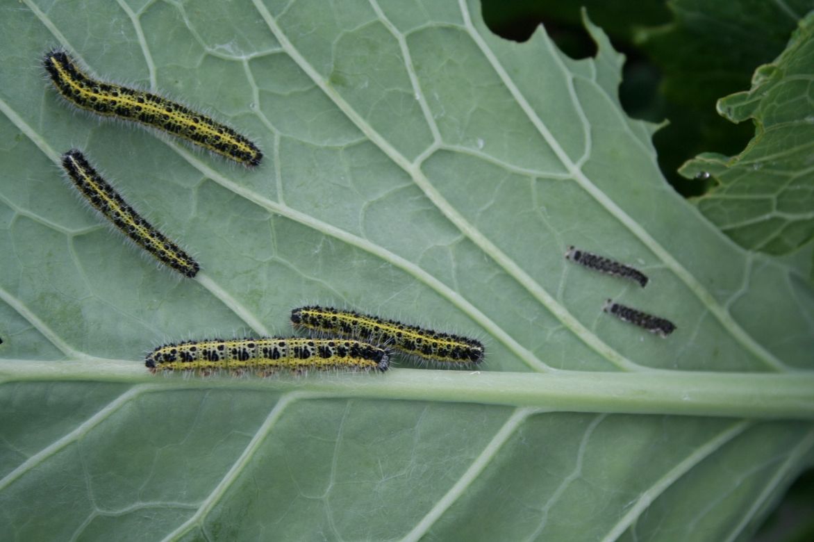 crambe pierides