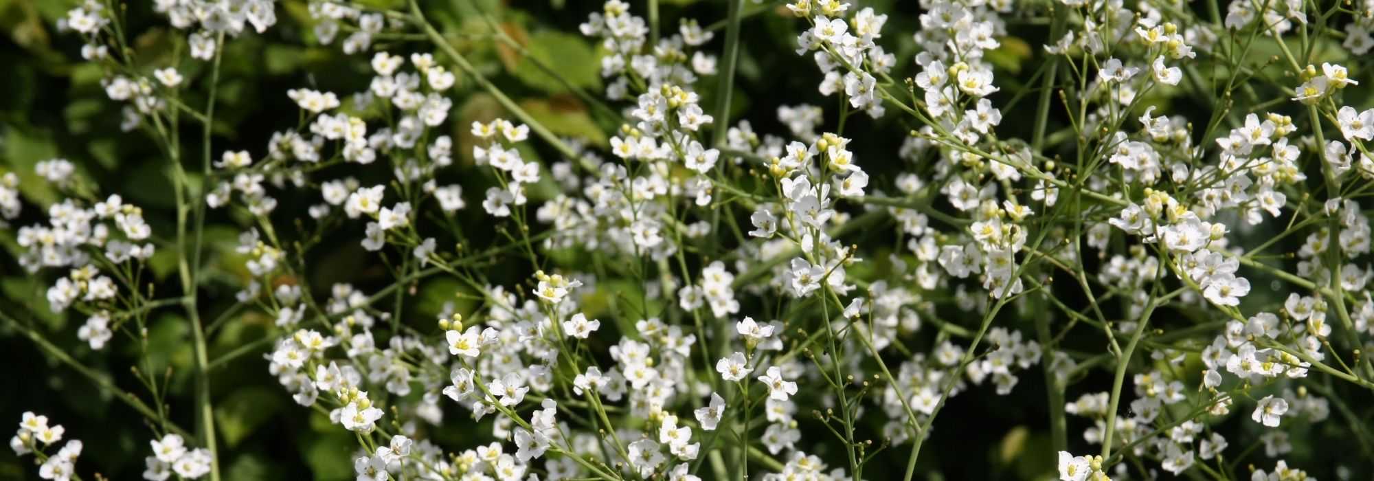 Crambe, chou marin ou nuage : planter, cultiver, entretenir