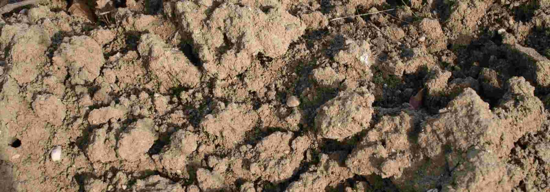 Déterminer la texture de son sol : argileux, sableux, limoneux
