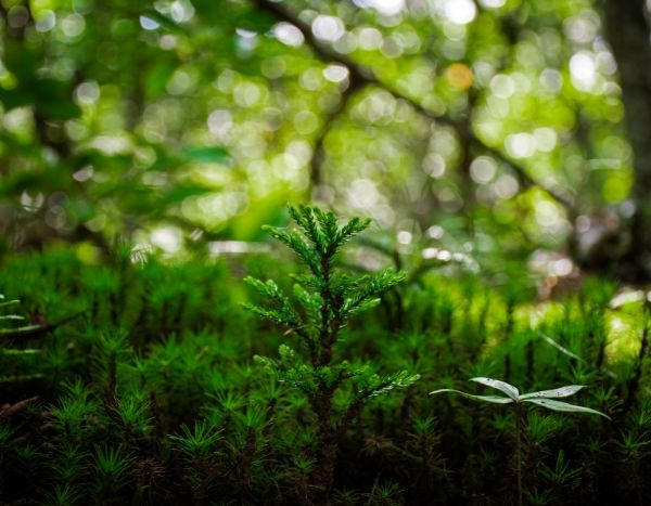 J’ai testé pour vous : une formation en permaculture