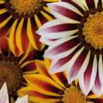 Gazania : semer, planter et entretenir