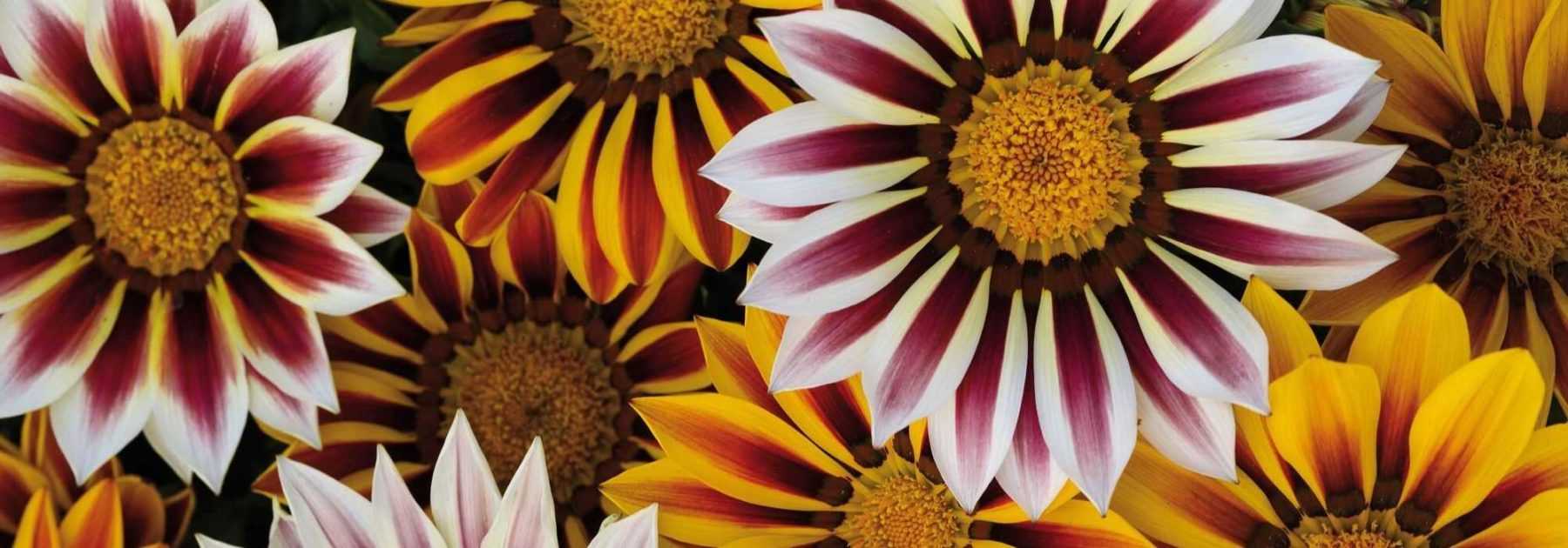 Gazania : semer, planter et entretenir