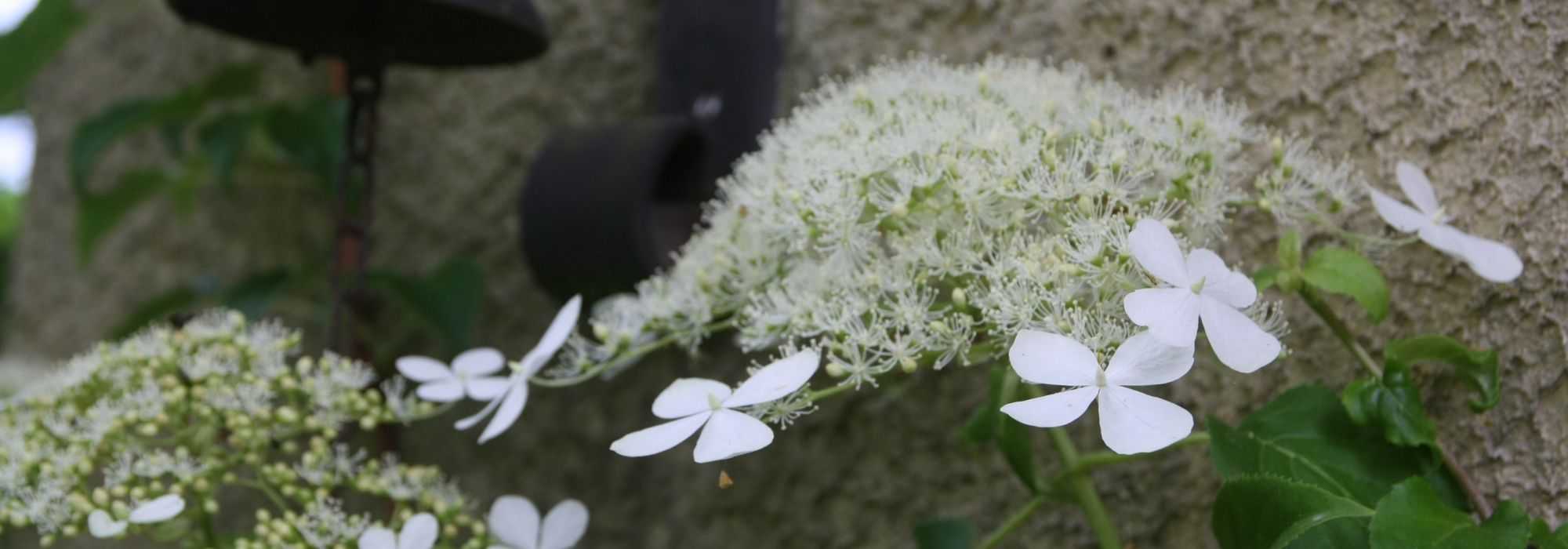 Décoration De Maison D'oiseau Dans Des Branches Fleuries Isoler Sur Blanc