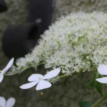 Plantes grimpantes pour murs et façades : lesquelles choisir ?