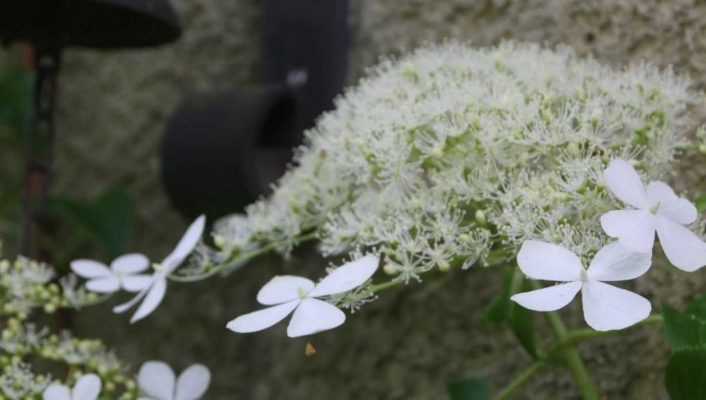 Plantes grimpantes pour murs et façades : lesquelles choisir ?