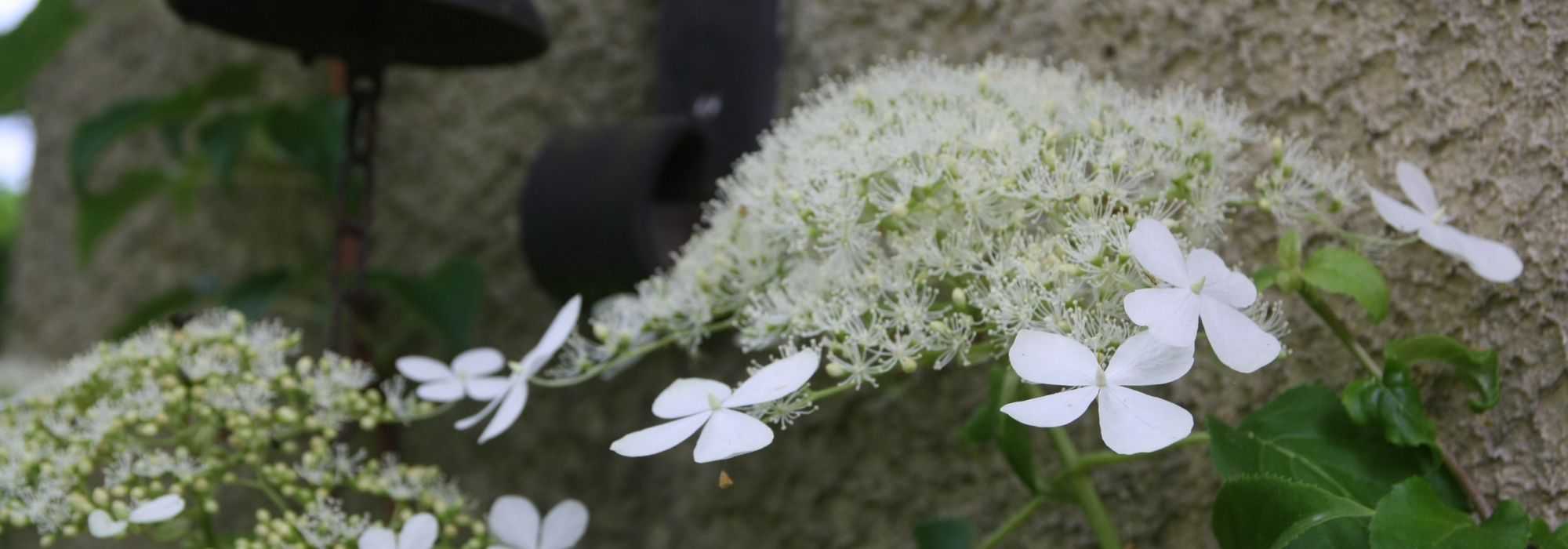 Plantes grimpantes pour murs et façades : lesquelles choisir ?