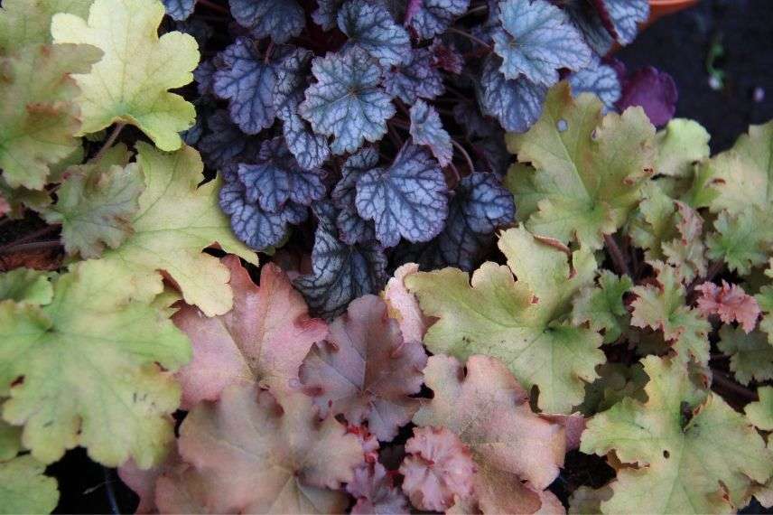 heuchera, desespoir des peintres