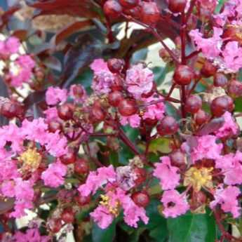 Le Lagerstroemia Rhapsody in Pink, notre coup de coeur de l'été !