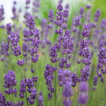 La lavande 'Gien', une variété remontante, en fleurs jusqu'en automne