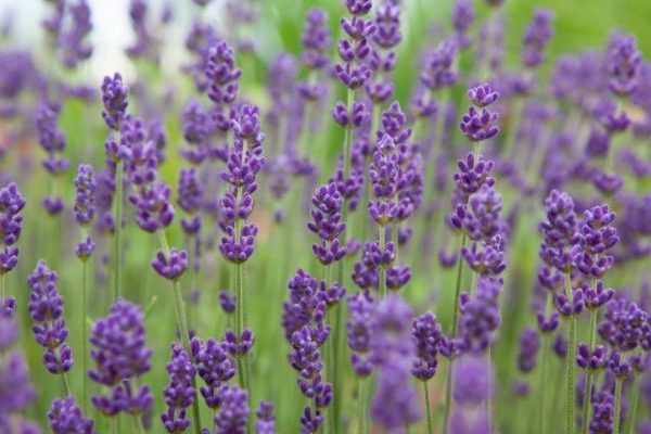 La lavande 'Gien', une variété remontante, en fleurs jusqu'en automne