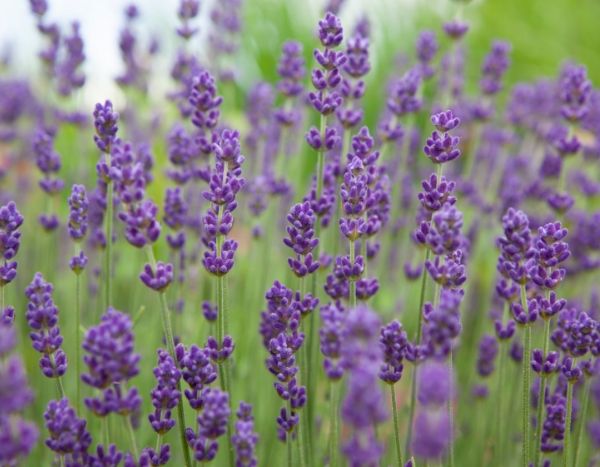 La lavande 'Gien', une variété remontante, en fleurs jusqu'en automne