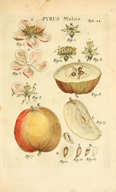 pommier