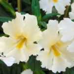 Mimulus, Mimule : plantation, entretien