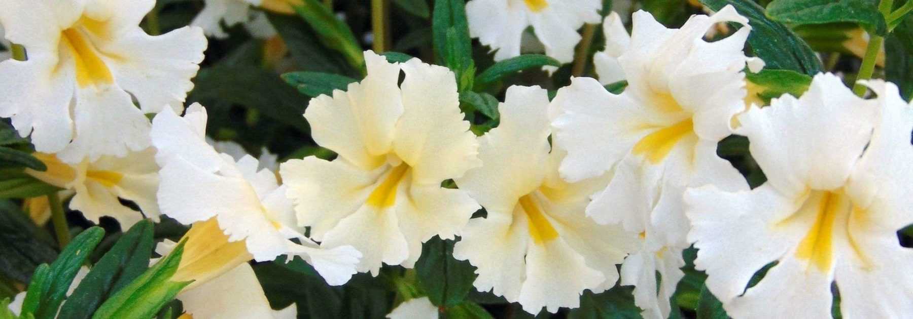 Mimulus, Mimule : plantation, entretien