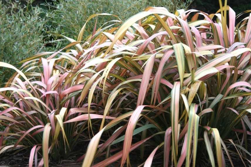 phormium jester