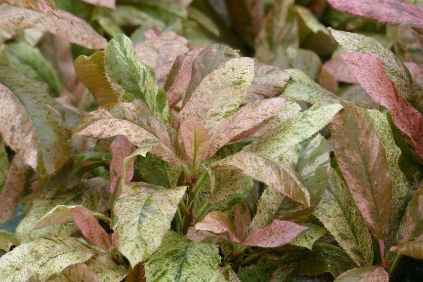 photinia panaché