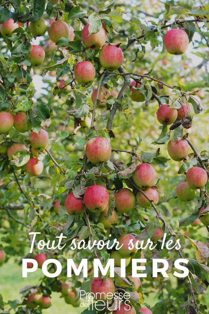 malus tout savoir