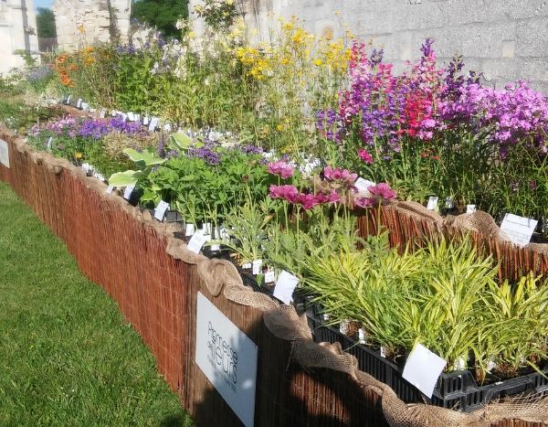 Promesse de Fleurs récompensé aux Journées de la Rose de Chaalis – Juin 2019