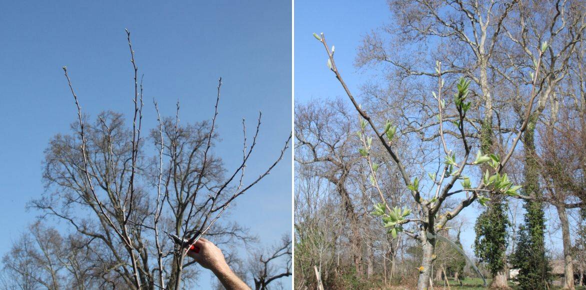 tailler le pyrus communis