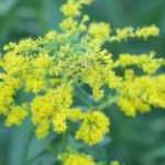 Solidago, Verge d'or : plantation, culture, entretien