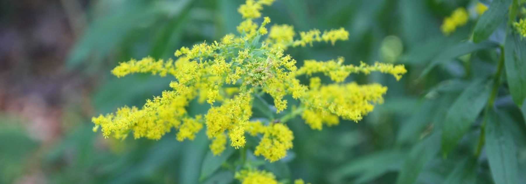 Solidago, Verge d'or : plantation, culture, entretien