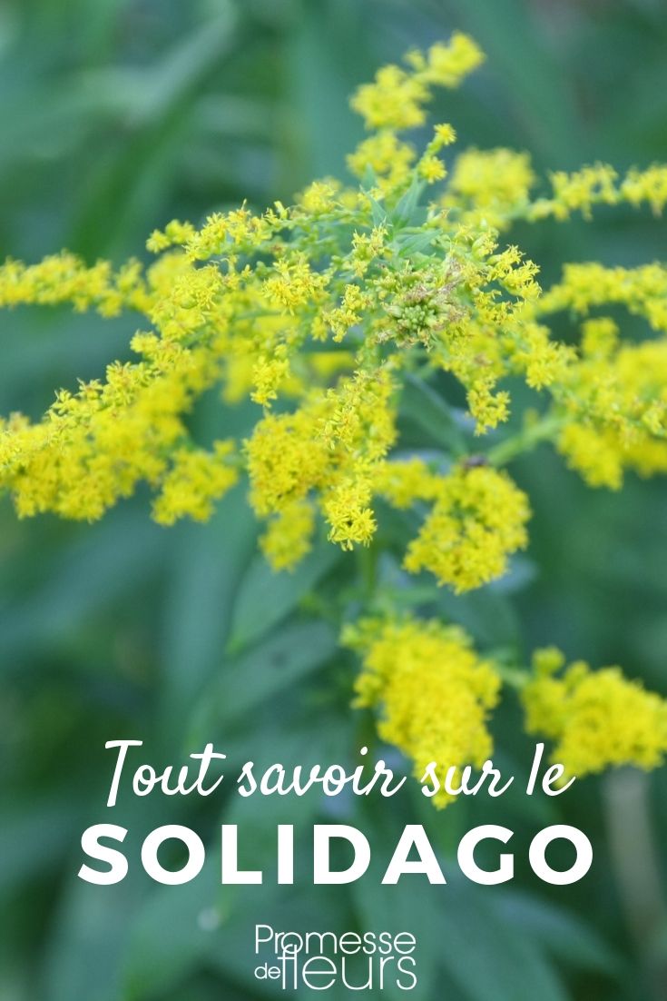 verge d'or tout savoir