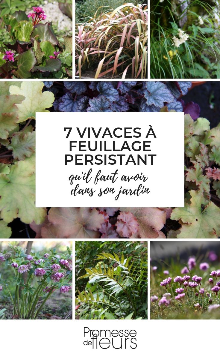 plantes vivaces persistantes