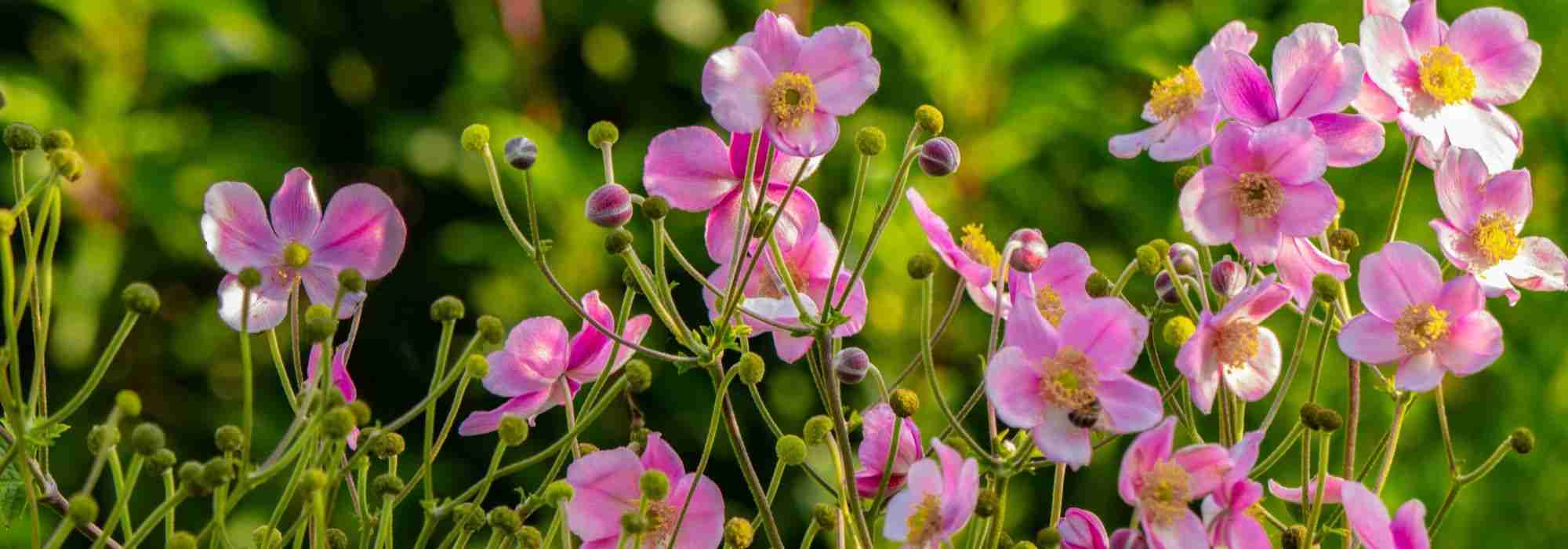 Les 10 champs de fleurs les plus spectaculaires du monde