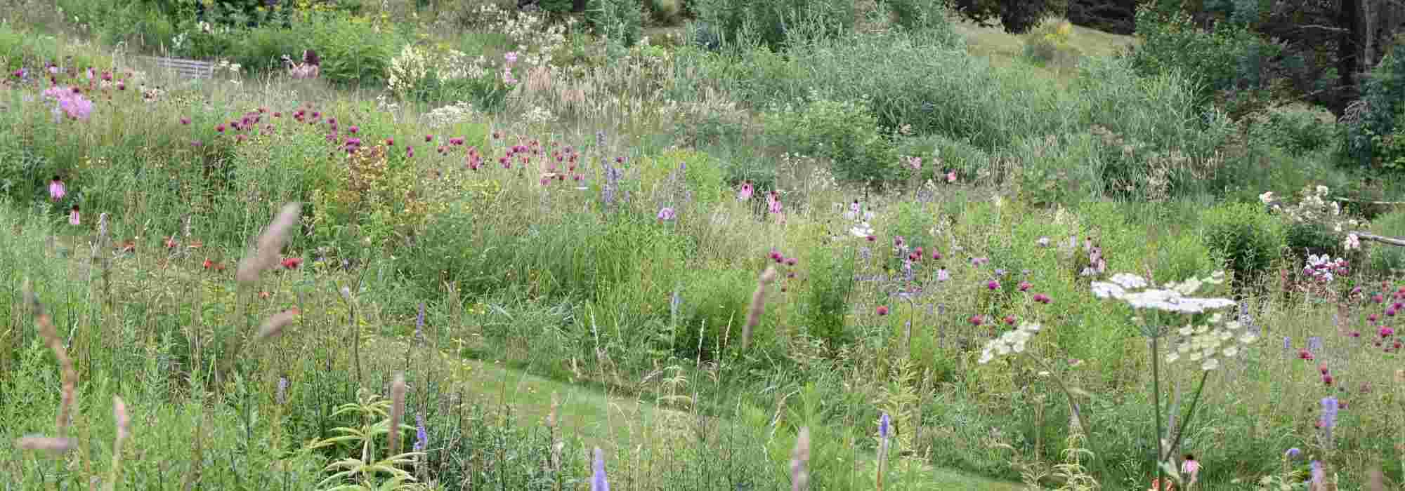 10 plantes vivaces emblématiques pour jardins naturalistes