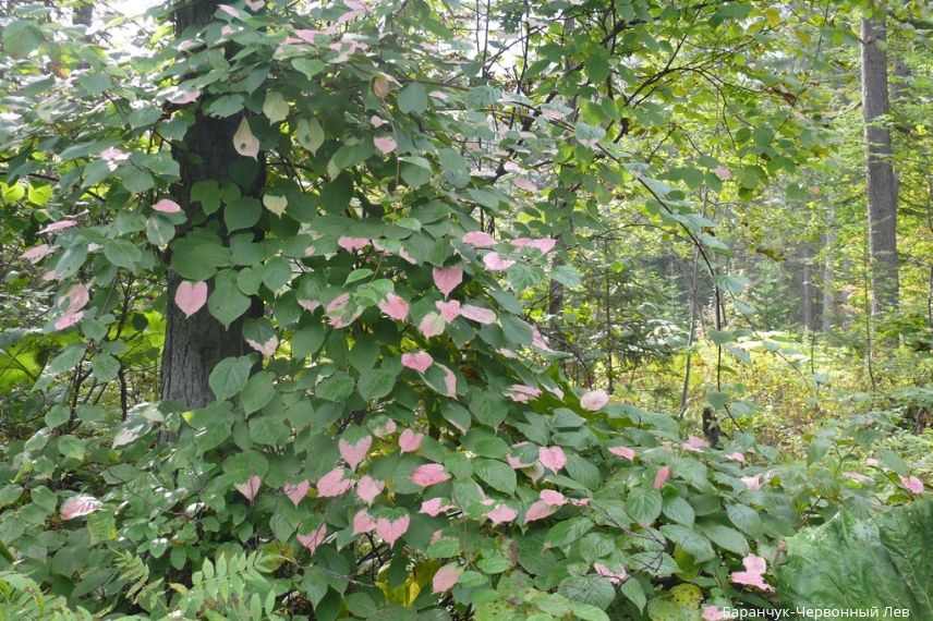 plante grimpante pour l'automne