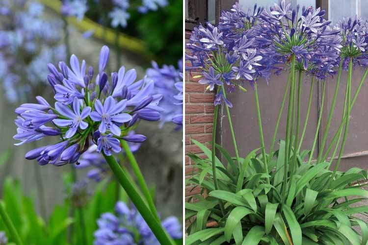 variété d'agapanthe à planter