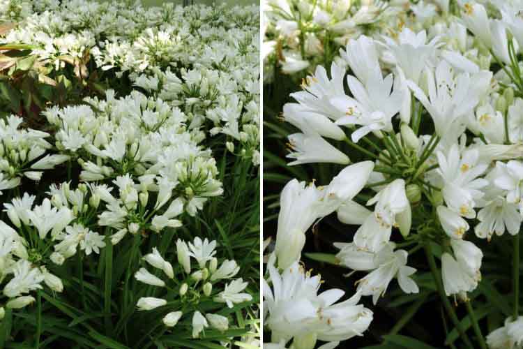 Agapanthus Double Diamond