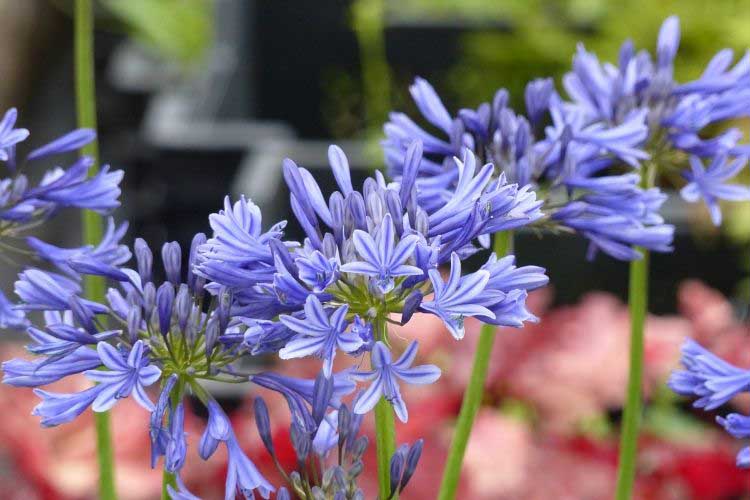 Agapanthus Navy Blue