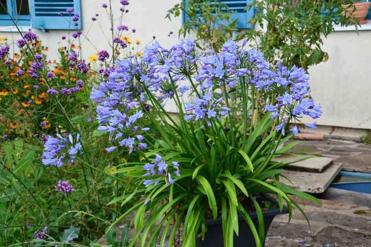 agapanthus pitchoune blue