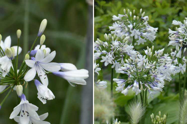 variété agapanthus twister 