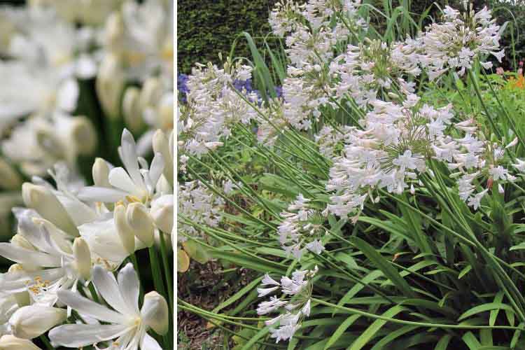 Agapanthus africanus albus