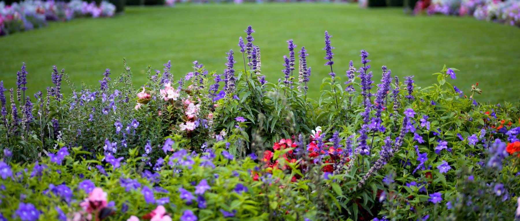 Jardin anglais : comment l'aménager ?