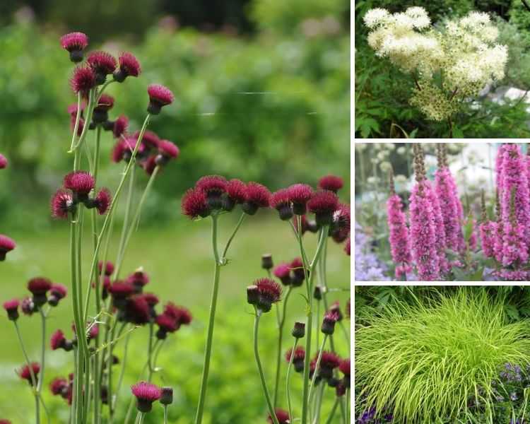 Cirsium rivulare, association