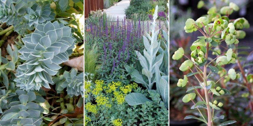 Pour un jardin sec : Euphorbia myrsinites ou E. martinii