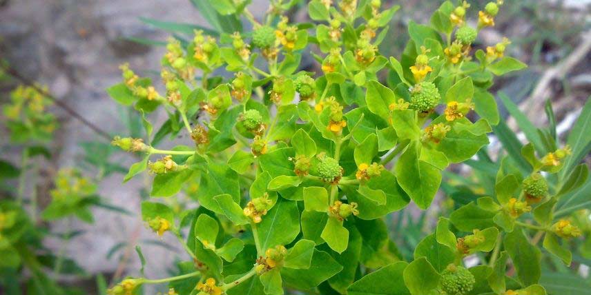 L'Euphorbe des marais, ou Euphorbia palustris
