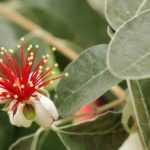 Feijoa sellowiana, Goyavier du Brésil : planter, cultiver et récolter ses fruits
