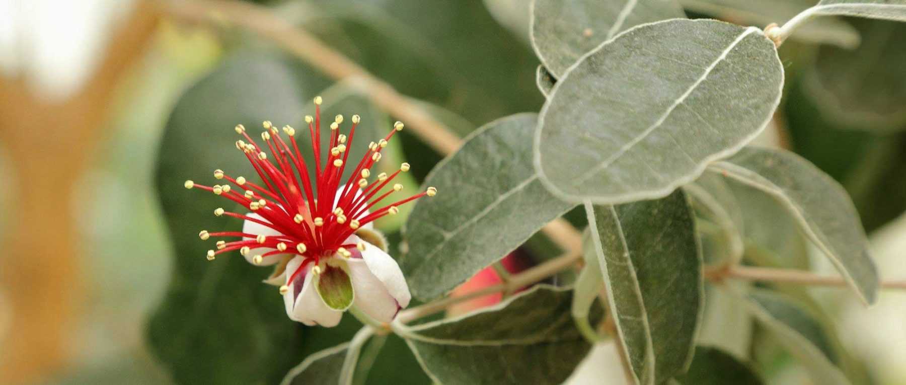 Feijoa sellowiana, Goyavier du Brésil : planter, cultiver et récolter ses fruits