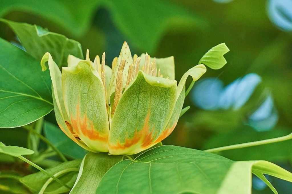 Floraison du liriodendron tulipifera