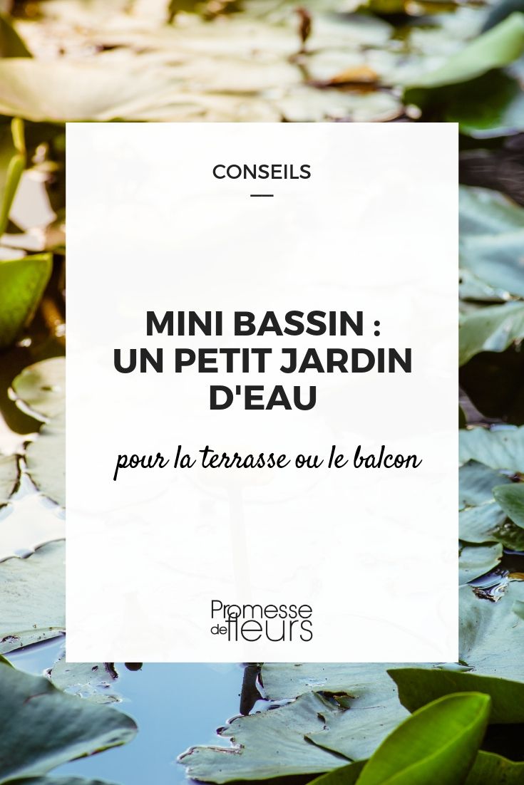 Transformation d'une demi barrique en bassin - Santonine - Plantes