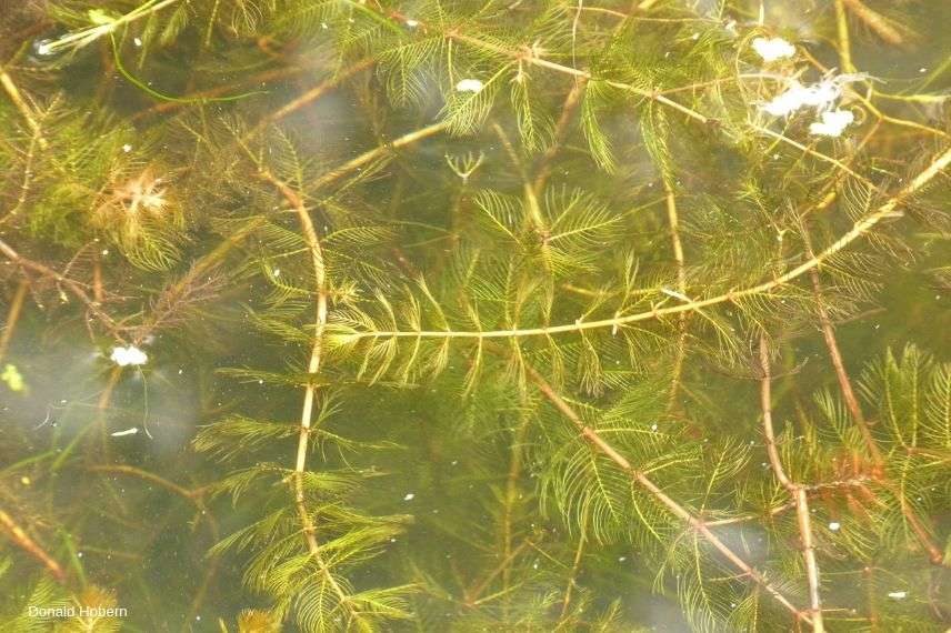 myriophylle