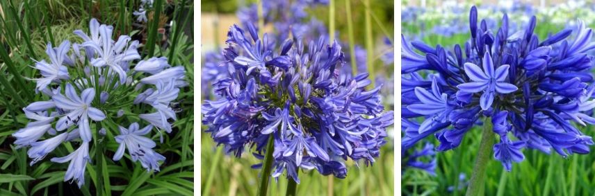 Les agapanthes bleues