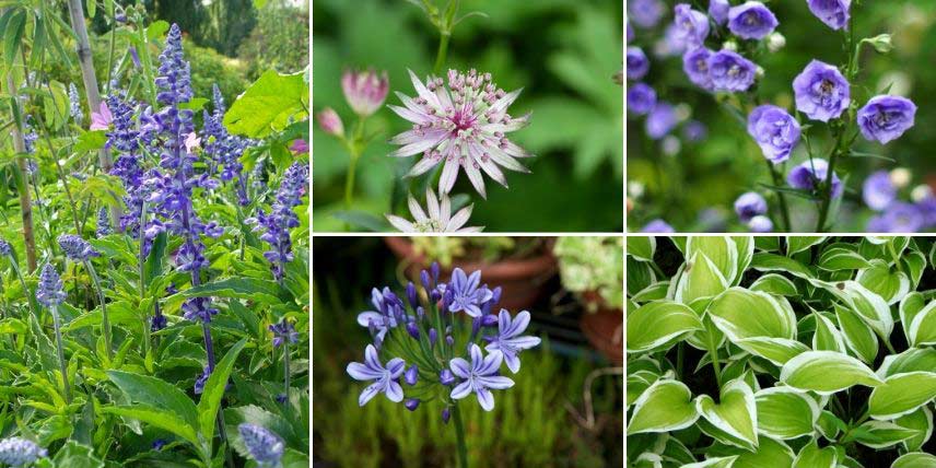 Jardin de Cottage, aux tons bleu et blanc, avec Salvia farinacea, astrances, campanules... 