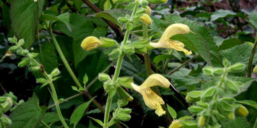 Salvia glutinosa : une sauge qui se plait à l'ombre