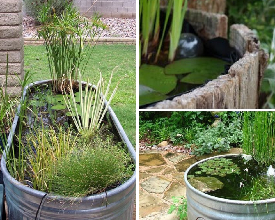 Aménager un jardin aquatique