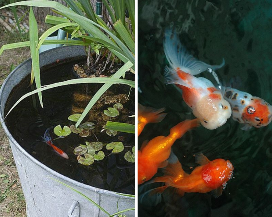 Quels poissons choisir pour un bassin d'extérieur ? - Blog
